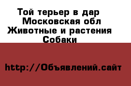 Той терьер в дар  - Московская обл. Животные и растения » Собаки   